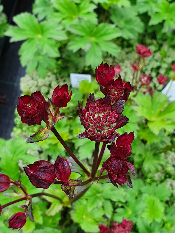 Astrantia moulin rouge Astrantia major 'Moulin Rouge'