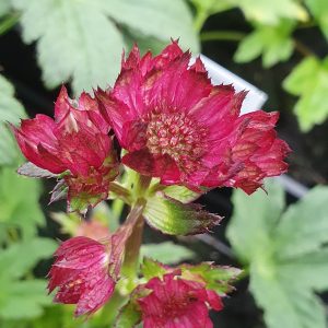 Astrantia major 'Moulin Rouge'