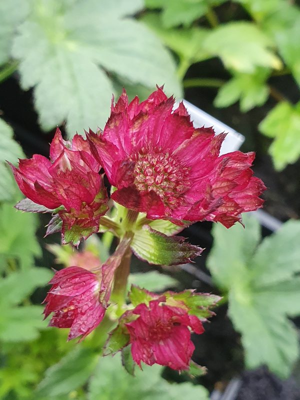 Astrantia moulin rouge Astrantia major 'Moulin Rouge'