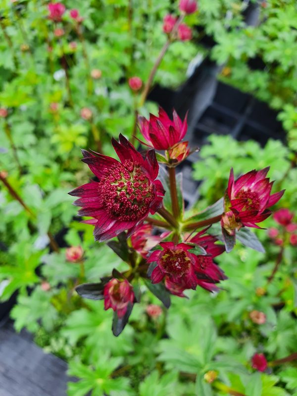 Astrantia star of beauty Astrantia major 'Star of Beauty'