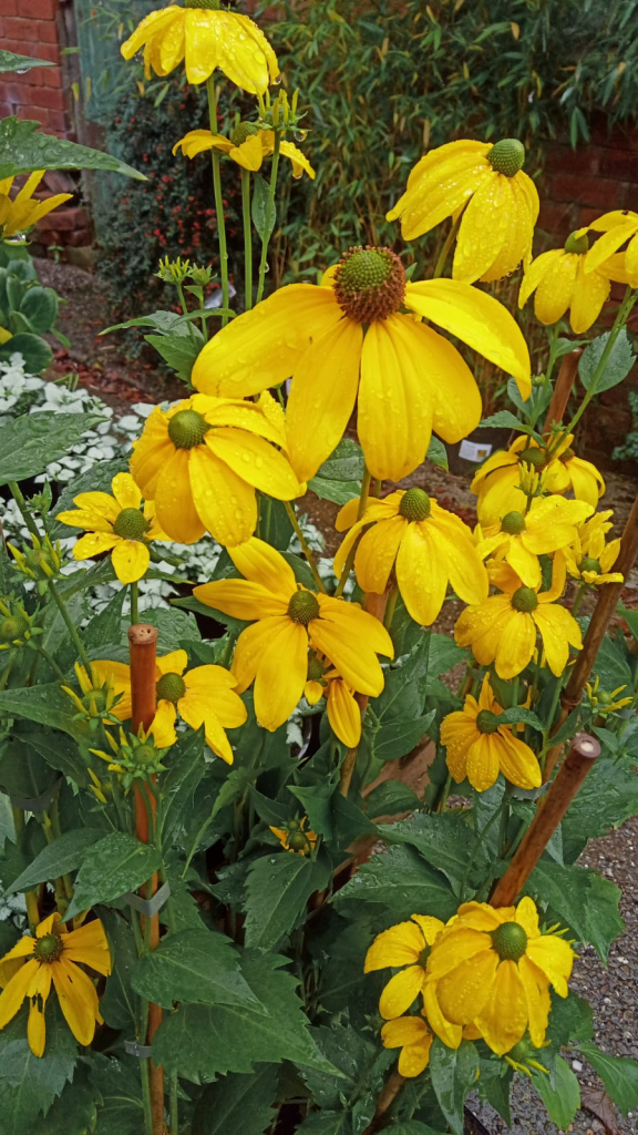 Rudbeckia lacinata 'Herbstonne' (Autumn Sun) | Proctors Nursery