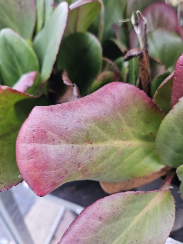 Bergenia 'Diamond Drops' 2 Bergenia 'Diamond Drops'