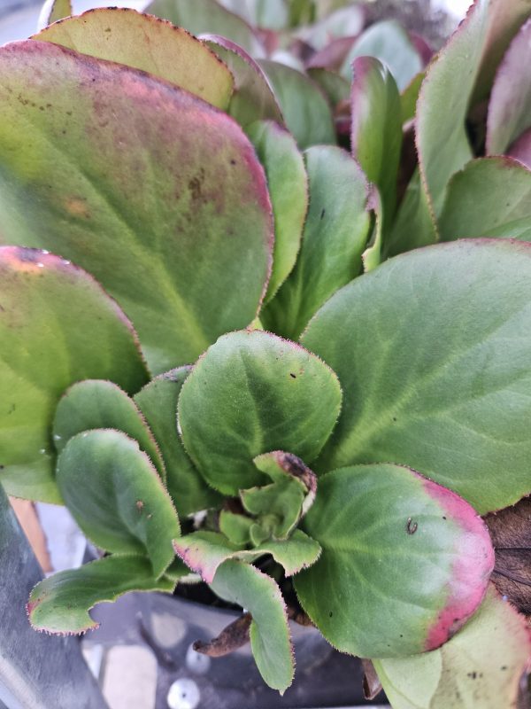 Bergenia 'Diamond Drops' 3 Bergenia 'Diamond Drops'