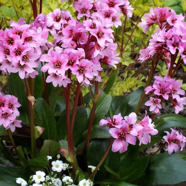 Bergenia cilliata 'Dark Damsel' Bergenia cilliata 'Dark Damsel'