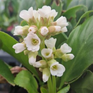 Bergenia 'Diamond Drops'