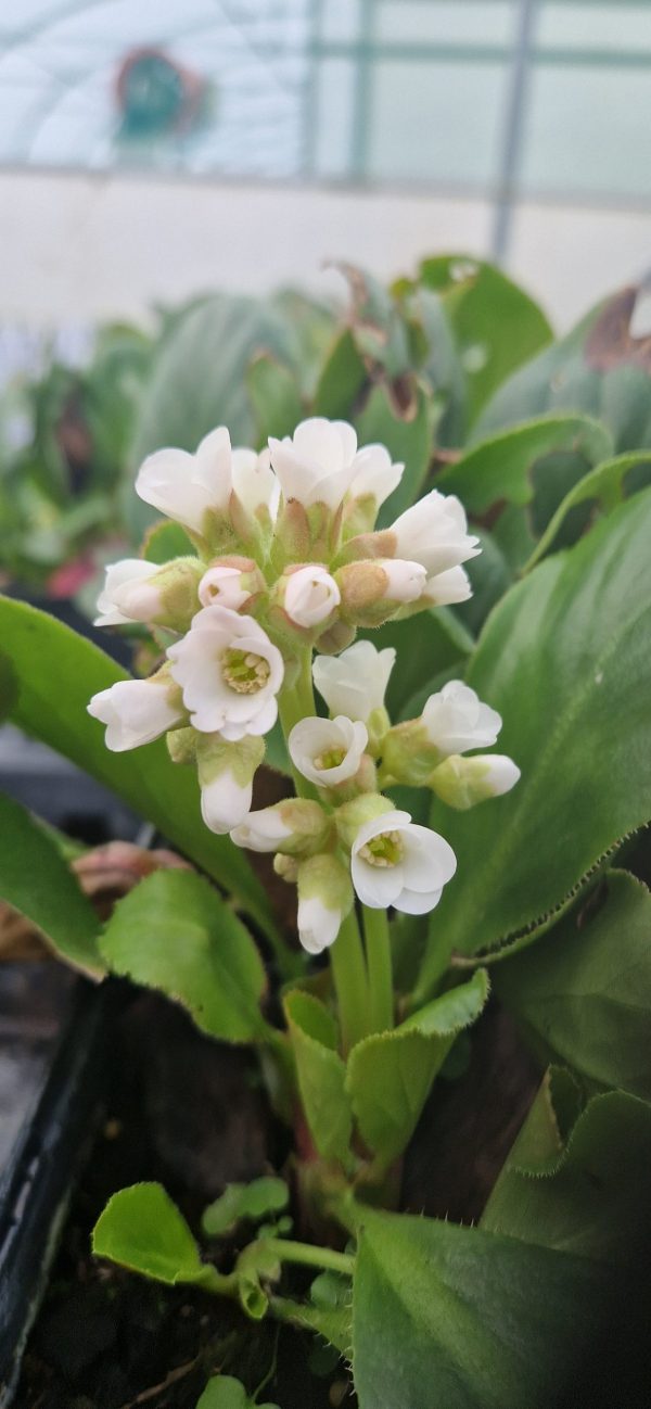 Bergenia diamond drops Bergenia 'Diamond Drops'