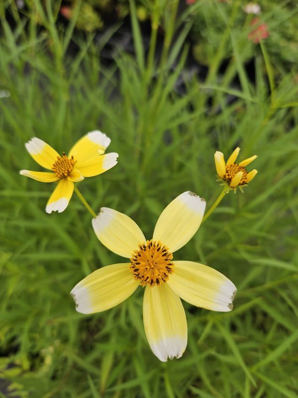 Boleus 'Lemon Queen' Boleus 'Lemon Queen'