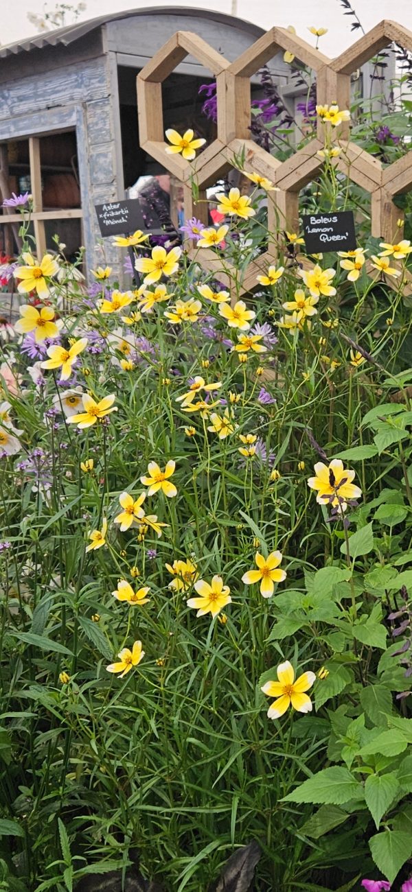 Boleus 'Lemon Queen'2 Boleus 'Lemon Queen'