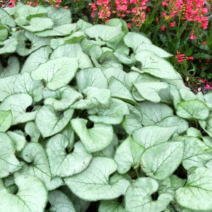 Brunnera macrophylla 'Looking Glass'