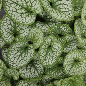 Brunnera macrophylla 'Sea Heart'