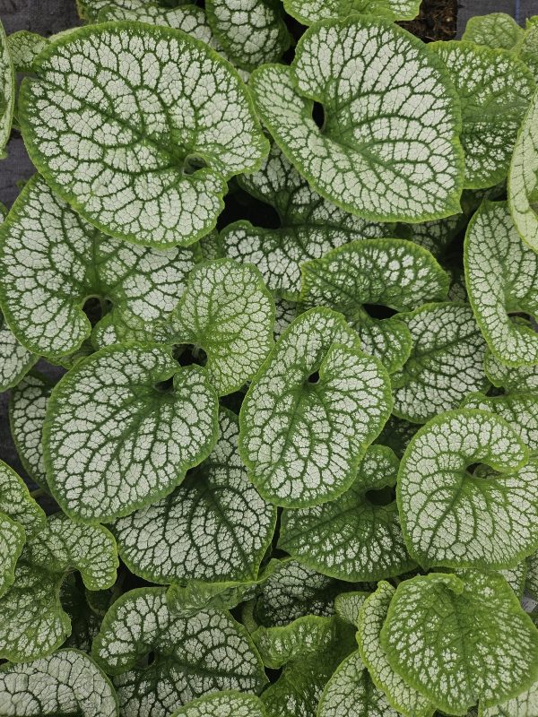 Brunnera macrophylla 'Sea Heart'