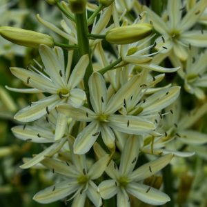 Camassia leichtlinii 'Alba'