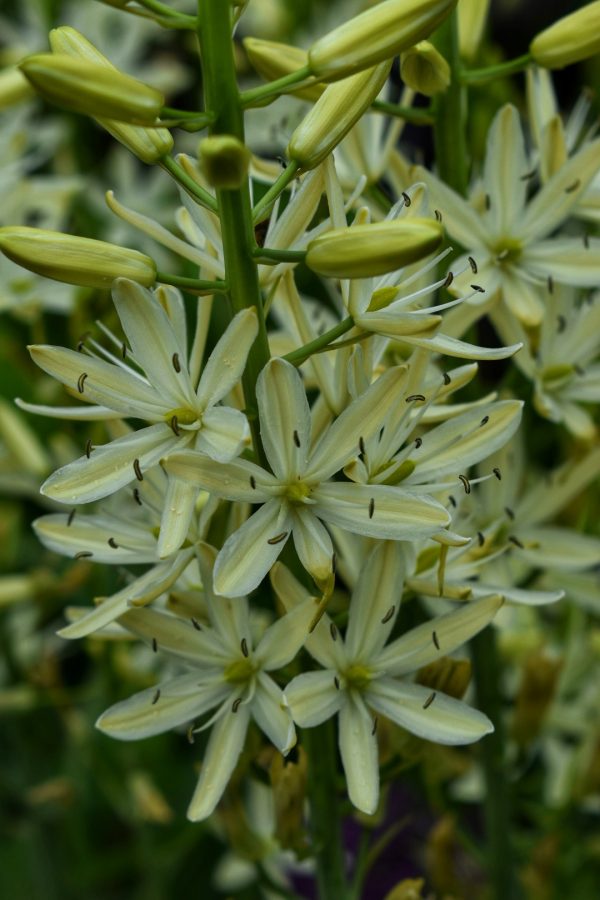 Camassia leichtlinii 'Alba'