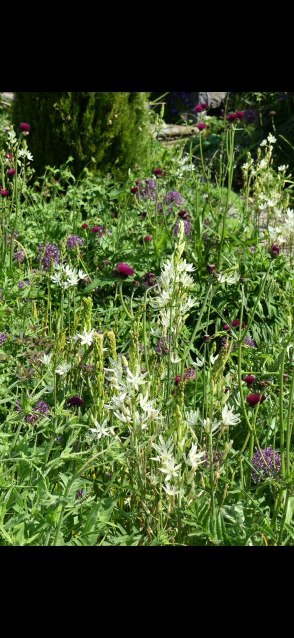 Camassia leichtlinii 'Alba'