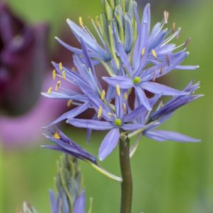 Camassia leichtlinii 'Caerulea'