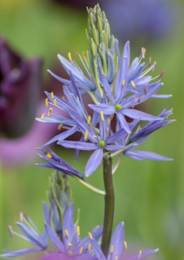 Camassia leichtlinii 'Caerulea' Camassia leichtlinii 'Caerulea'
