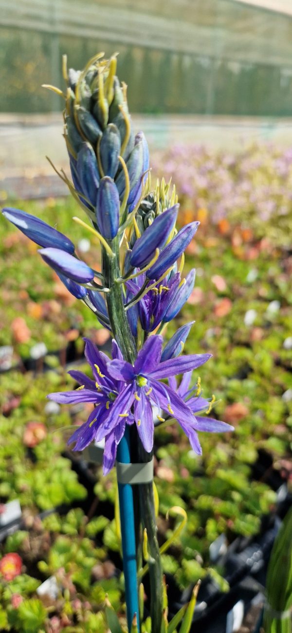 Camassia leichtlinii 'Caerulea' Camassia leichtlinii 'Caerulea'
