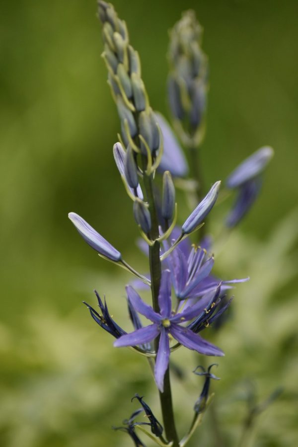 Camassia leichtlinii 'Caerulea'2 Camassia leichtlinii 'Caerulea'