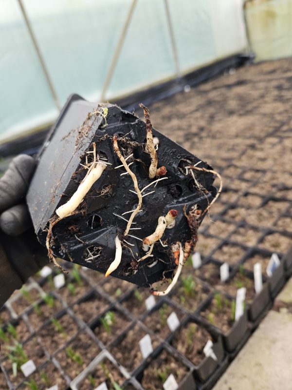 Camassia leichtlinii 'Caerulea'2 Camassia leichtlinii 'Caerulea'