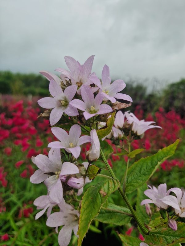 Campanula Loddon Anna Campanula lactiflora 'Loddon Anna'