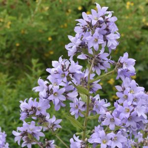 Campanula lactiflora 'Prichard's Variety'