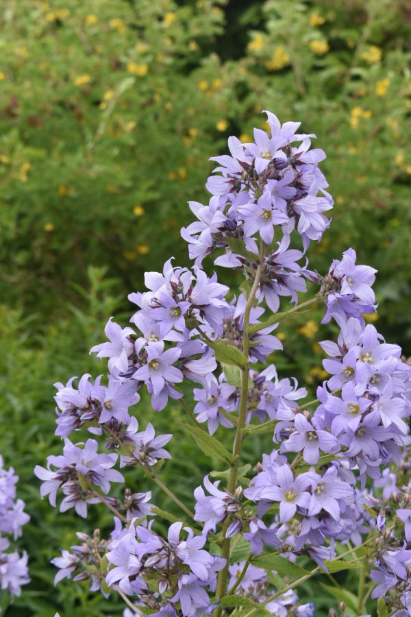 Campanula Pritchard variety Campanula lactiflora 'Prichard's Variety'