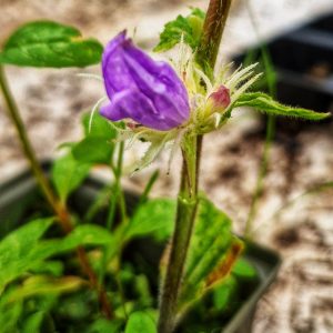 Campanula glomerata 'Genti Twisterbell'