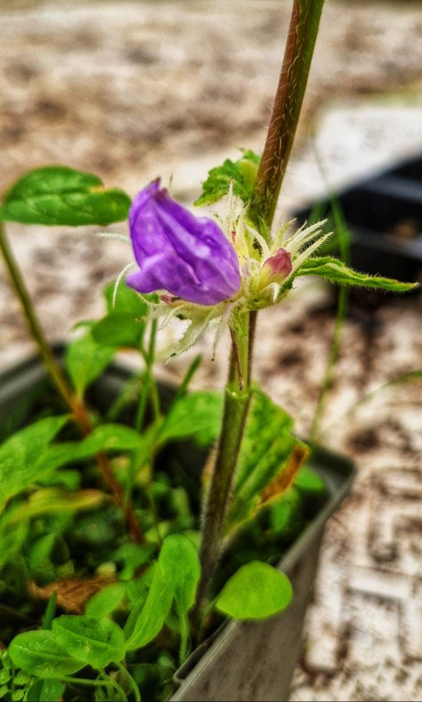Campanula glomerata 'Genti Twisterbell'