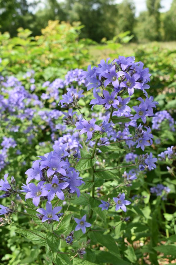 Campanula lactiflora 'Prichard's Variety' Campanula lactiflora 'Prichard's Variety'