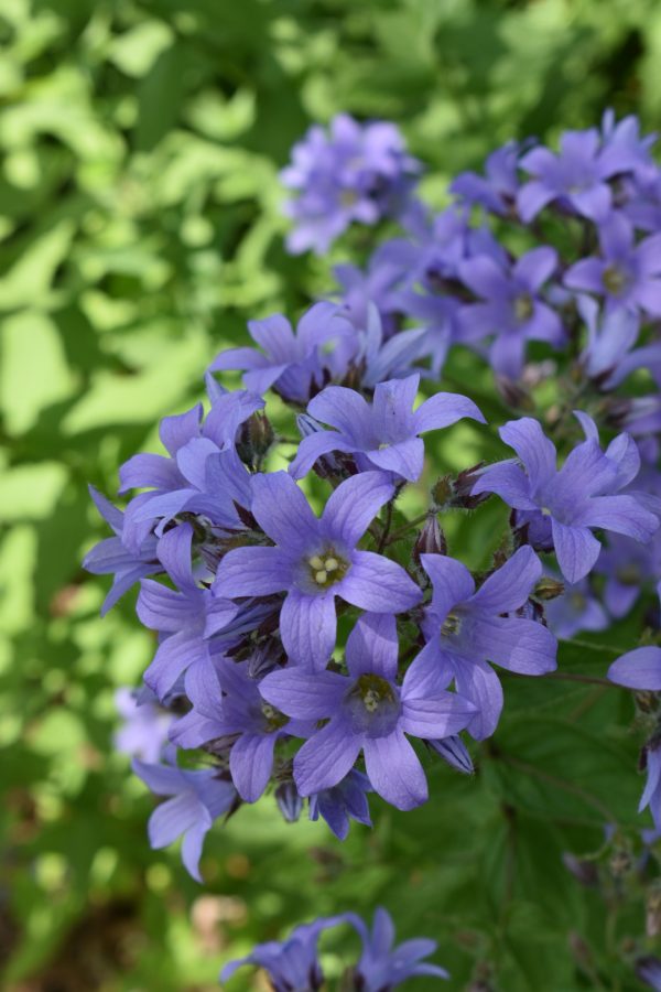Campanula lactiflora 'Prichard's Variety'2 Campanula lactiflora 'Prichard's Variety'