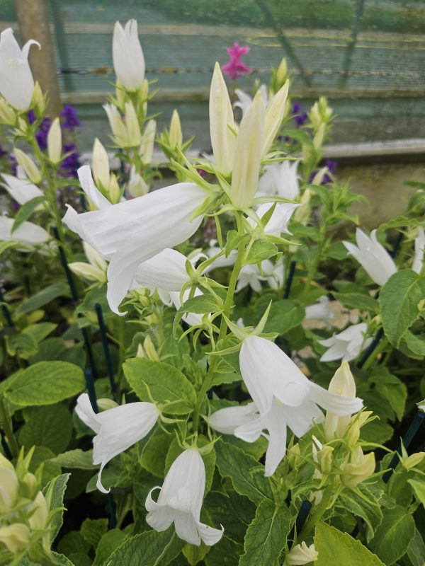Campanula latifolia var. macrantha alba Campanula latifolia var. macrantha alba
