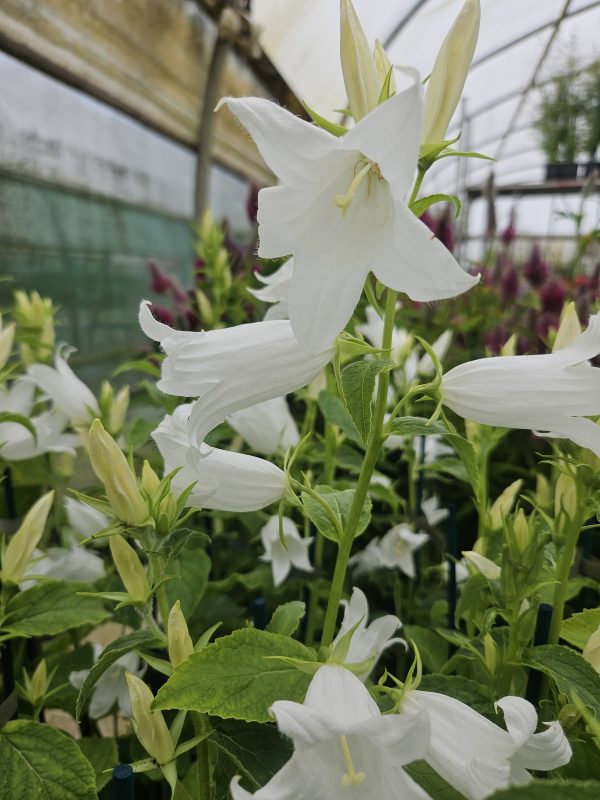 Campanula latifolia var. macrantha alba2 Campanula latifolia var. macrantha alba