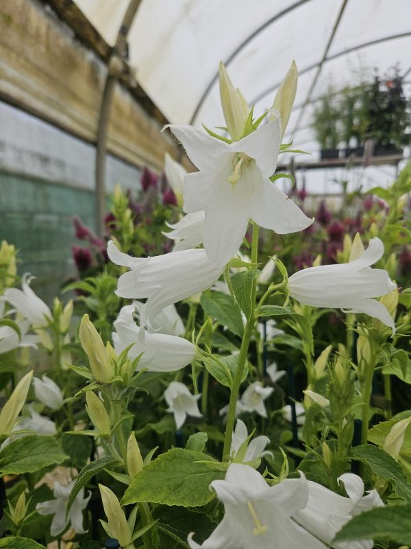 Campanula latifolia var. macrantha alba3 Campanula latifolia var. macrantha alba