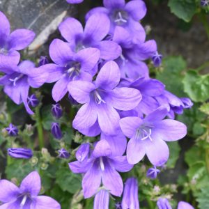 Campanula portenschlagiana 'Catharina