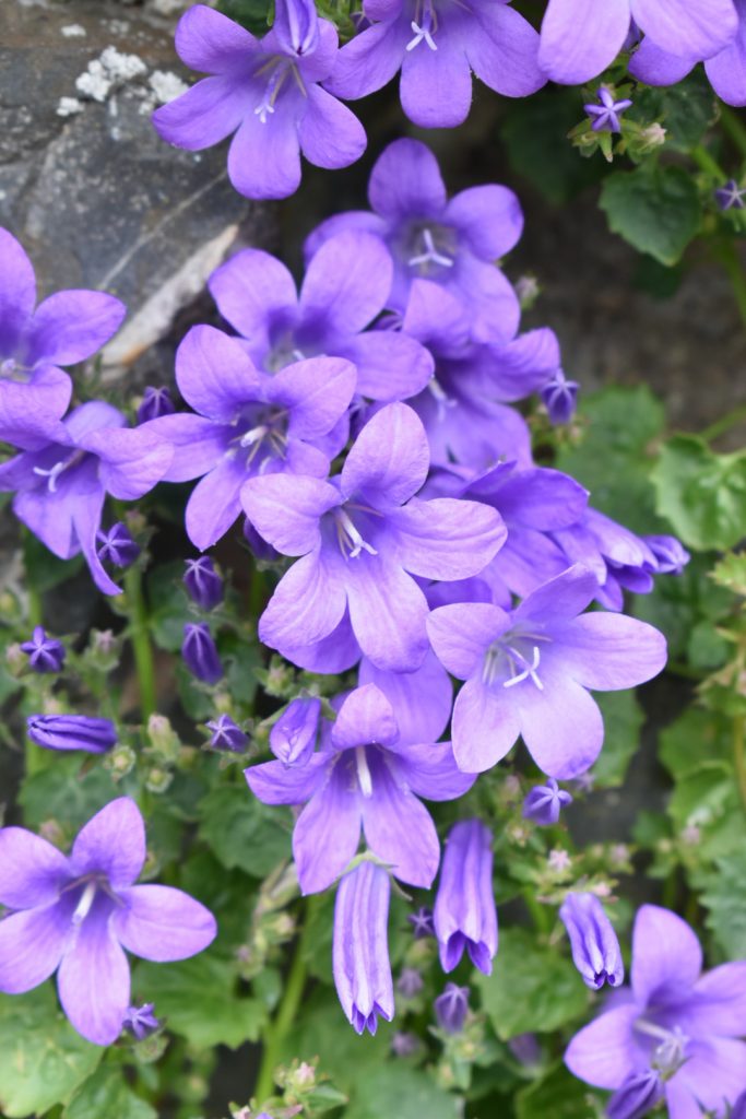 Campanula portenschlagiana 'Catharina' | Proctors Nursery