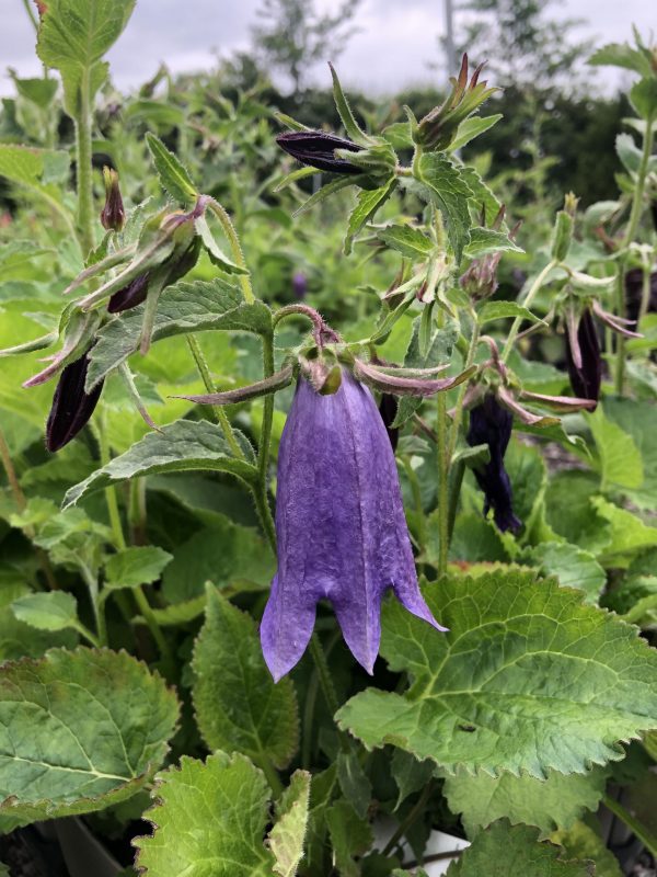 Capenula 'Sarastro' Campanula 'Sarastro'