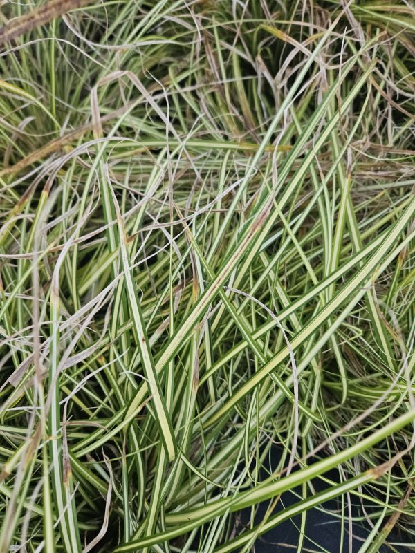 Carex Evergold Carex Evergold