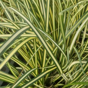 Carex oshimensis 'Evergold'
