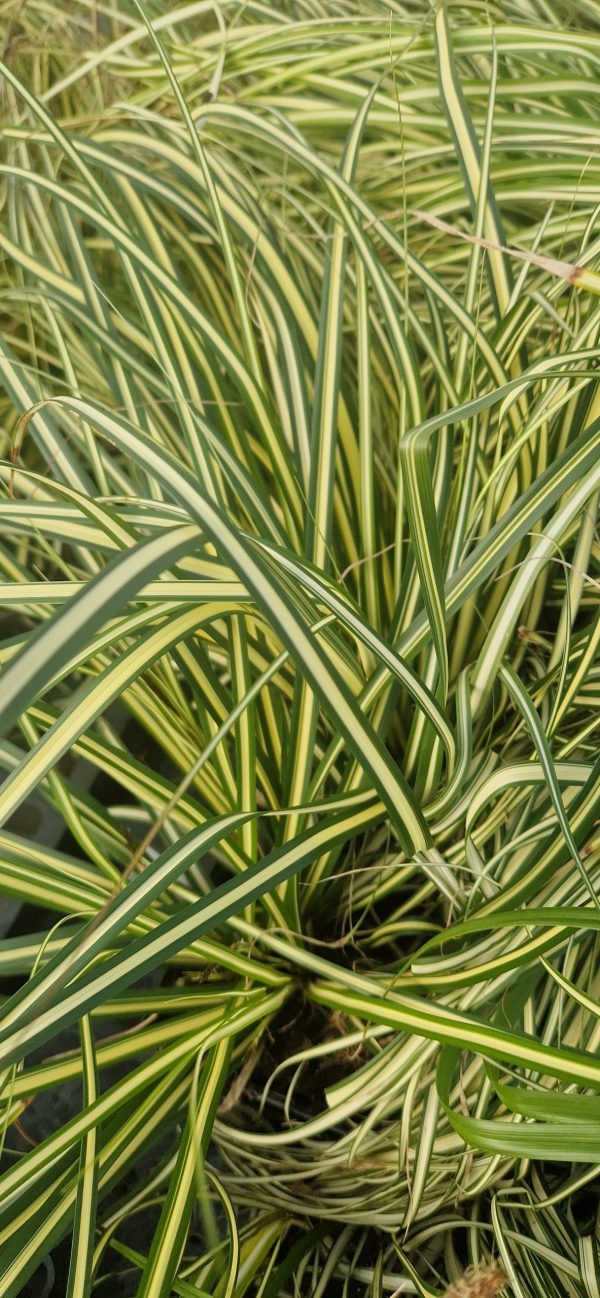 Carex evergold2 Carex oshimensis 'Evergold'