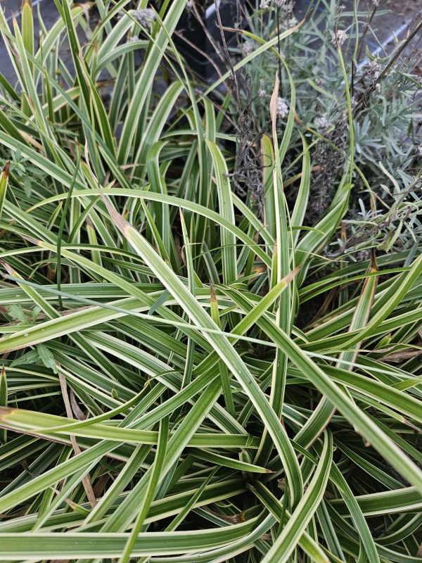 Carex morrowii ‘Ice Dance’ Carex morrowii ‘Ice Dance’