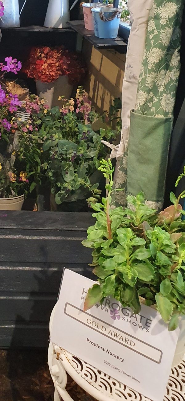 Chiastophyllum oppositifolium