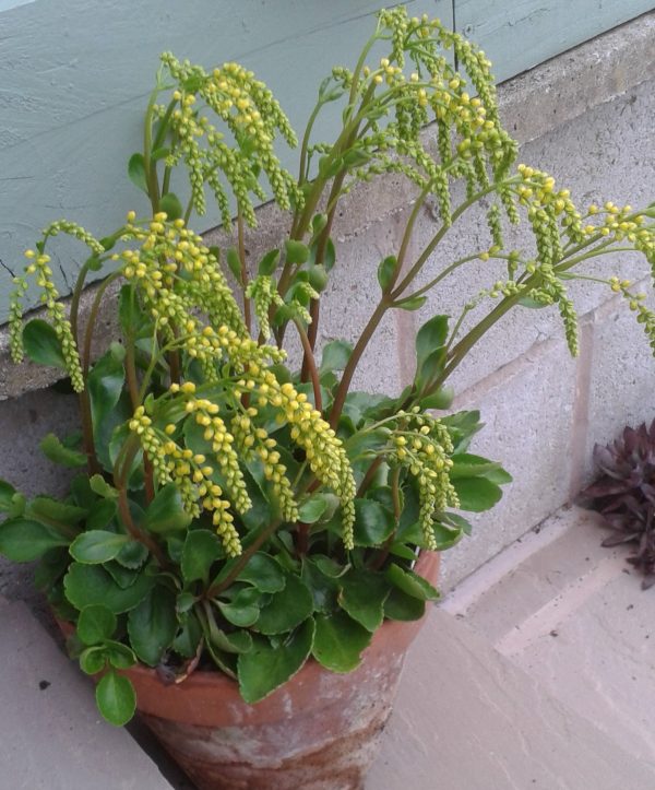 Chiastophyllum oppositifolium