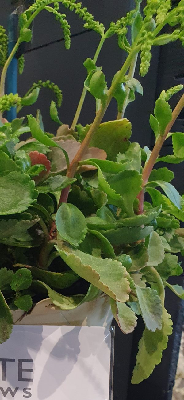 Chiastophyllum oppositifolium