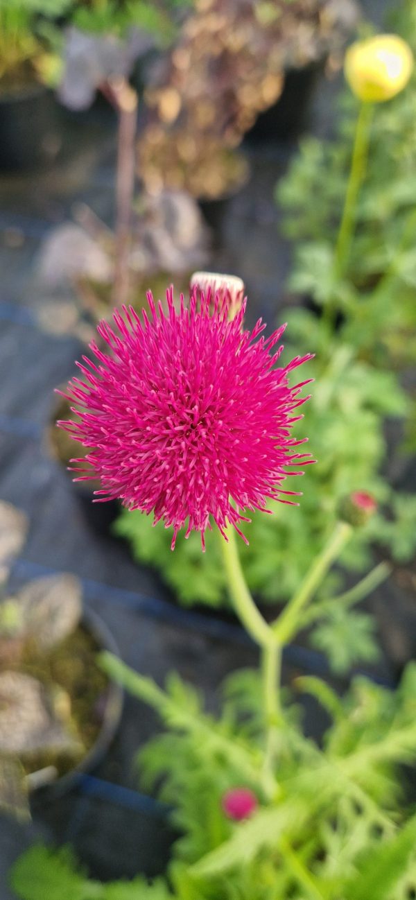 Cirsium rivulare 'Atropurpureum' Cirsium rivulare 'Atropurpureum'