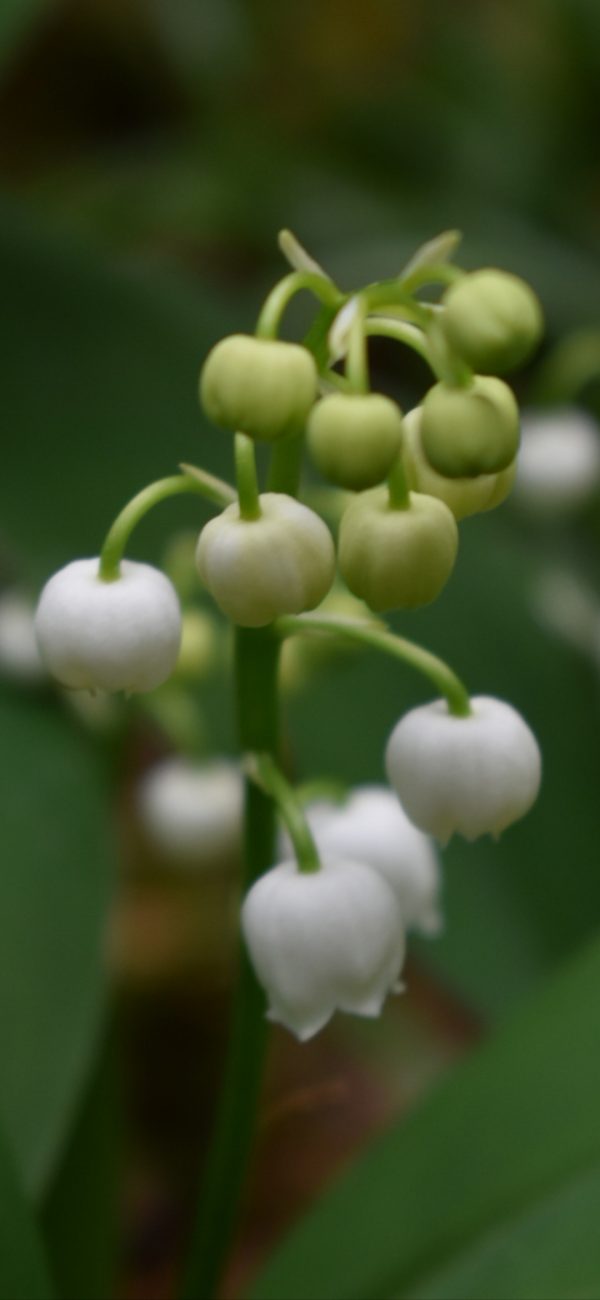 Convallaria majalis Convallaria majalis