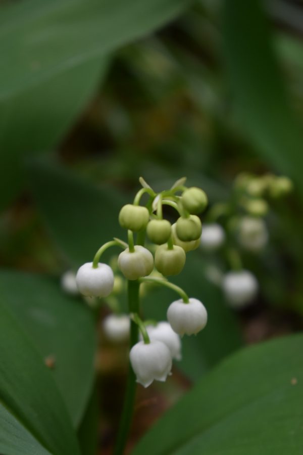 Convallaria majalis (Lily of the Valley) Convallaria majalis