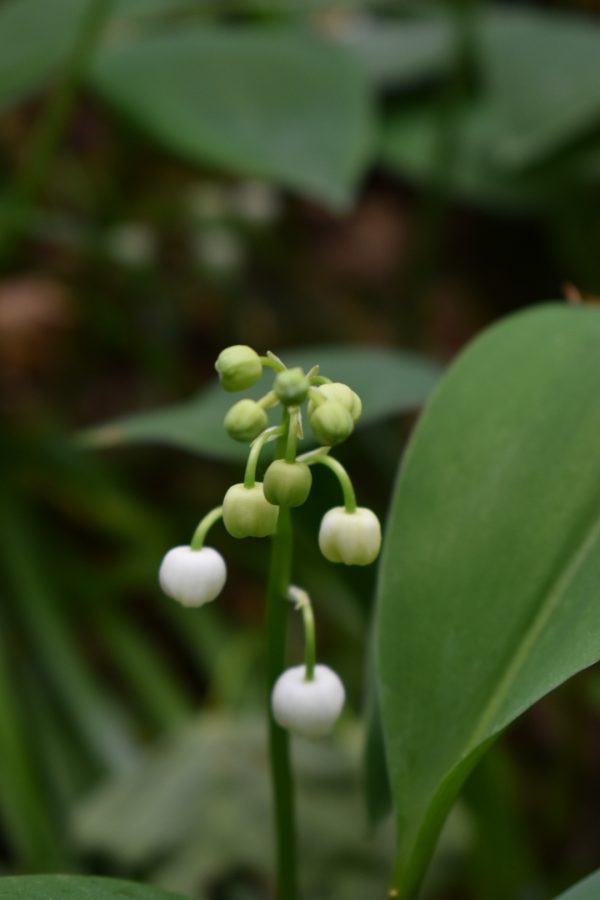 Convallaria majalis (Lily of the Valley)2 Convallaria majalis