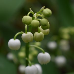 Convallaria majalis