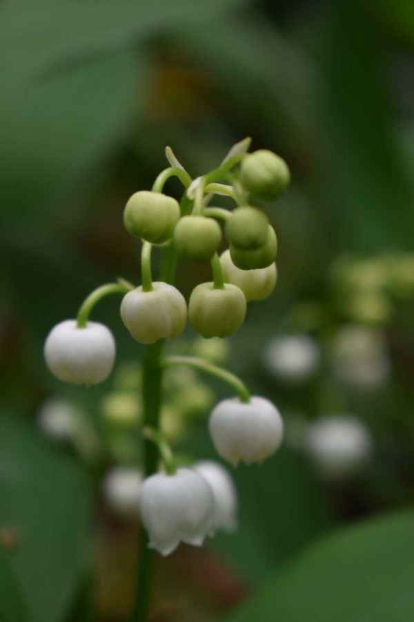 Convallaria majalis (Lily of the Valley)3 Convallaria majalis