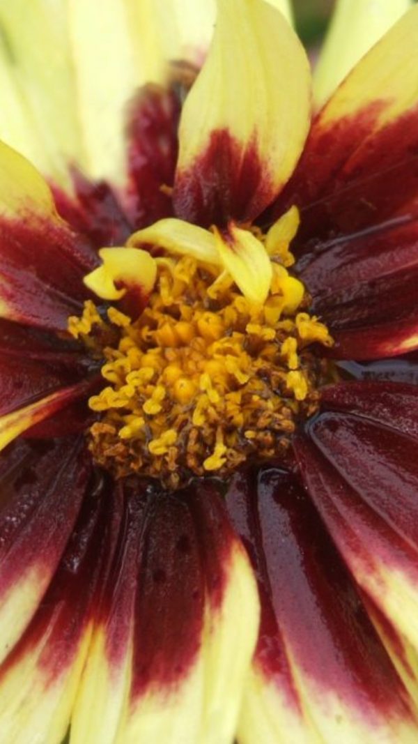 Coreopsis 'Uptick Cream and Red' Coreopsis 'Uptick Cream and Red'